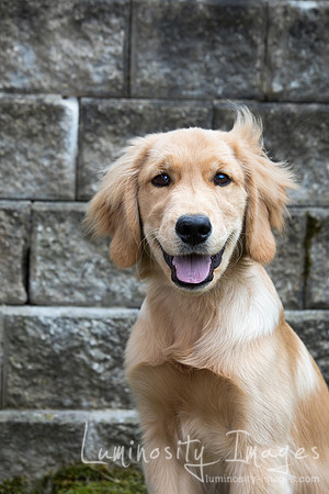 Happy golden retriever puppy smiles as he sits in front of white