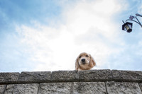 A golden retriever puppy looks down from above on a stone wall.