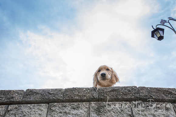 A golden retriever puppy looks down from above on a stone wall.