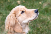 Golden retriever puppy looking up to the right.