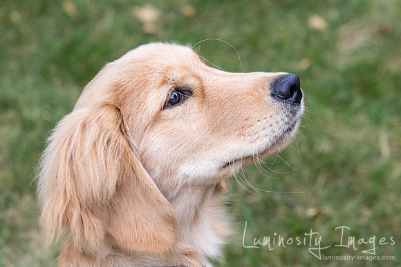 Golden retriever puppy looking up to the right.