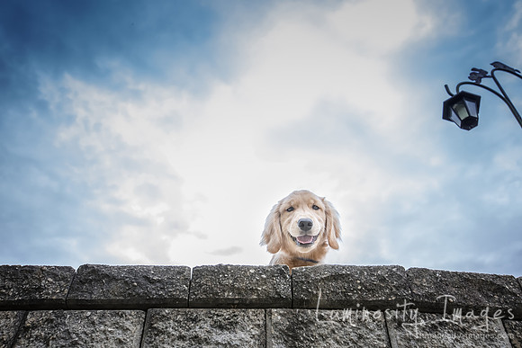 Smiling golden retriever puppy looks down from a large stone wal
