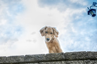 A curious golden retriever puppy looks down from stone wall.