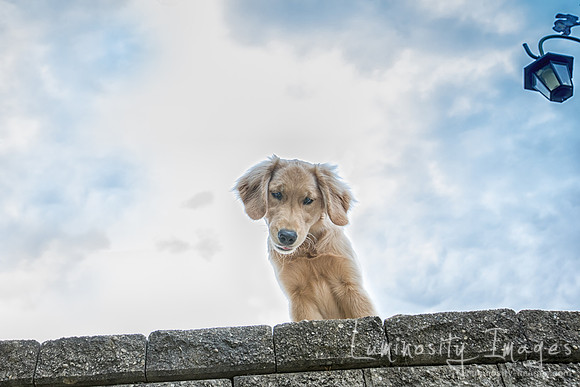 A curious golden retriever puppy looks down from stone wall.