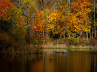 Fall leaves surround lake at sunrise. Daniel Wright Forest Prese