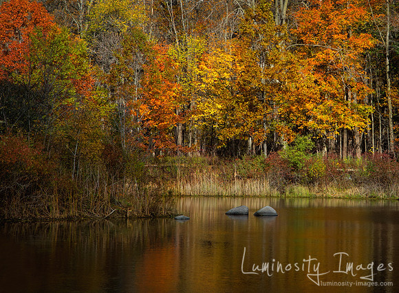 Fall leaves surround lake at sunrise. Daniel Wright Forest Prese