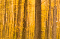 Abstract forest fall background scene. Daniel Wright Forest Pres