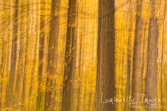 Abstract forest fall background scene. Daniel Wright Forest Pres