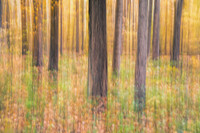 Fall forest abstract with leaves and trees. Daniel Wright Forest