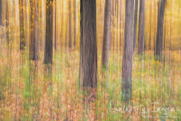 Fall forest abstract with leaves and trees. Daniel Wright Forest