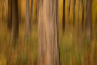 A tree looms large in abstract fall forest scene. Daniel Wright
