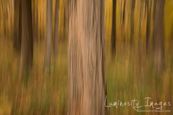 A tree looms large in abstract fall forest scene. Daniel Wright