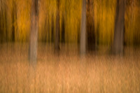 Beautiful orange abstract forest filled with leaves and foliage.