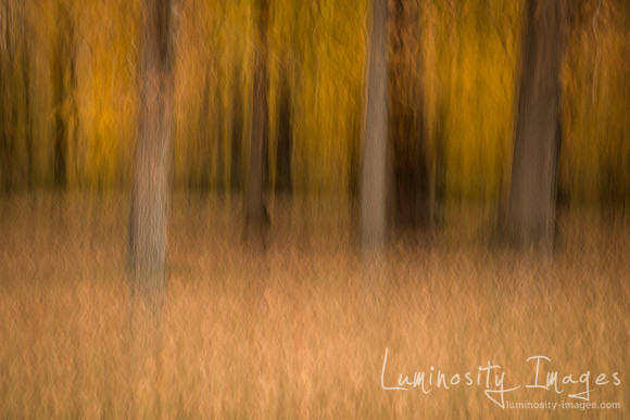 Beautiful orange abstract forest filled with leaves and foliage.