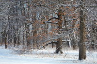 Golden light hits oak leaves in a snow coeverd forest.