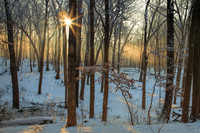Sunburst casts beams of light through snow covered forest.