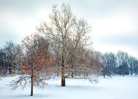Peaceful snow covered filed with beautiful red and orange leaves