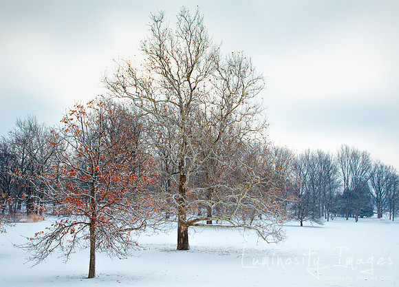 Peaceful snow covered filed with beautiful red and orange leaves