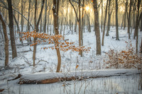 Sunburst in winter forest