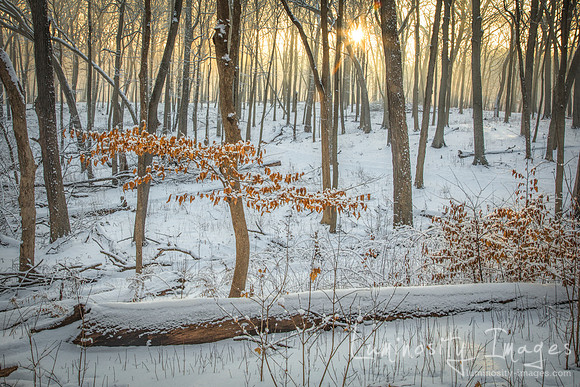 Sunburst in winter forest